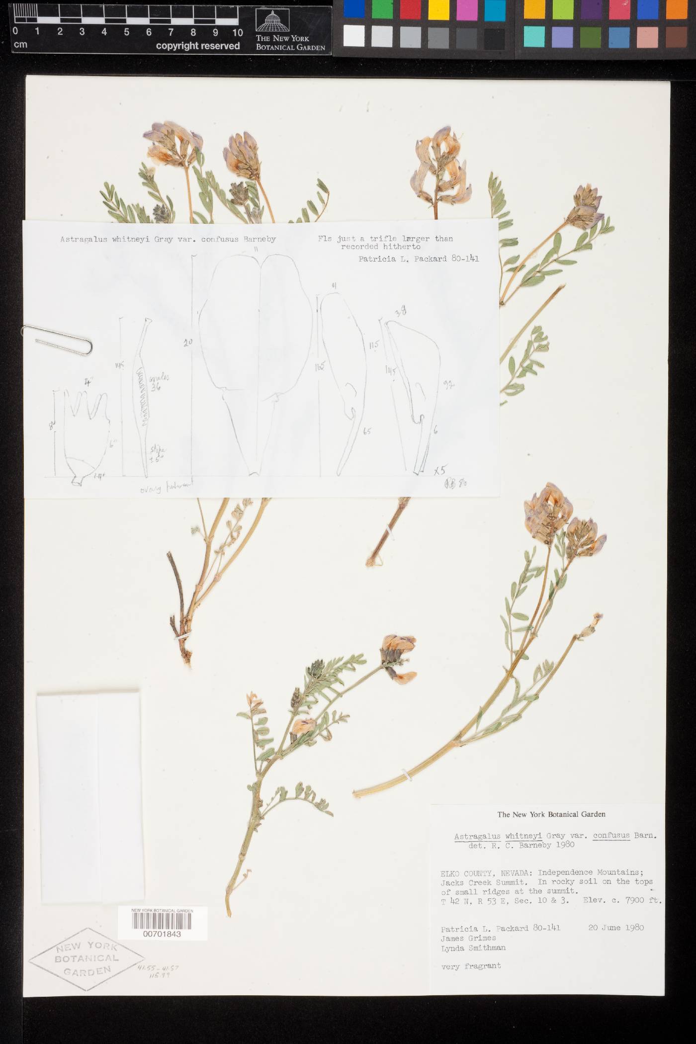 Astragalus whitneyi image