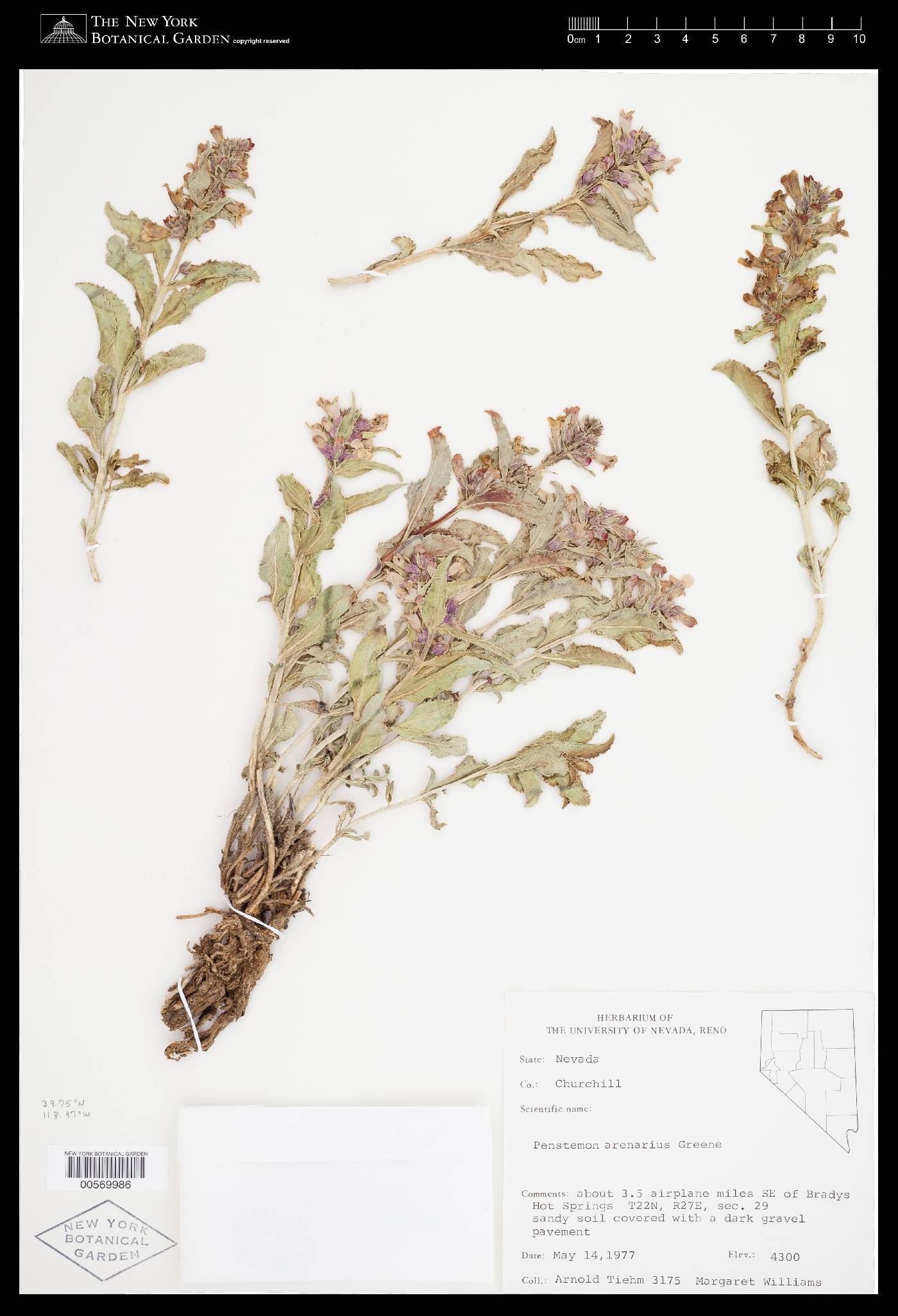 Penstemon arenarius image