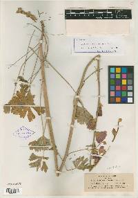 Sidalcea robusta image