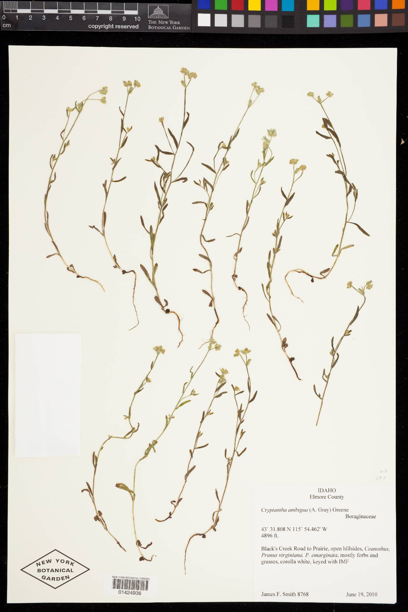 Cryptantha ambigua image
