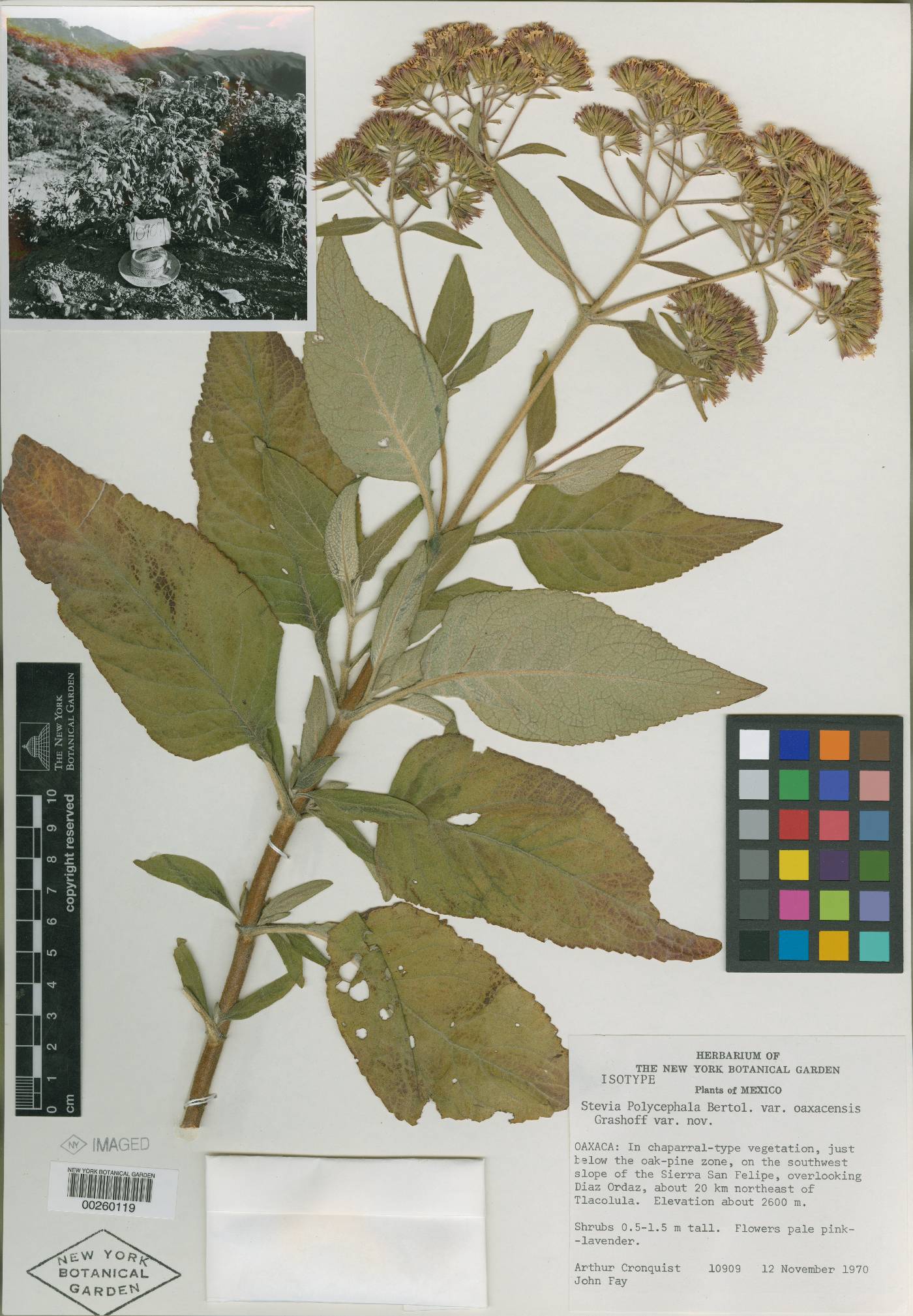 Stevia polycephala var. oaxacensis image