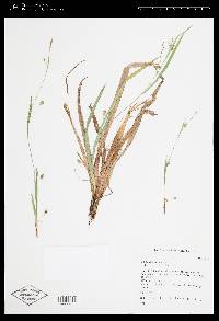 Carex laxiculmis image