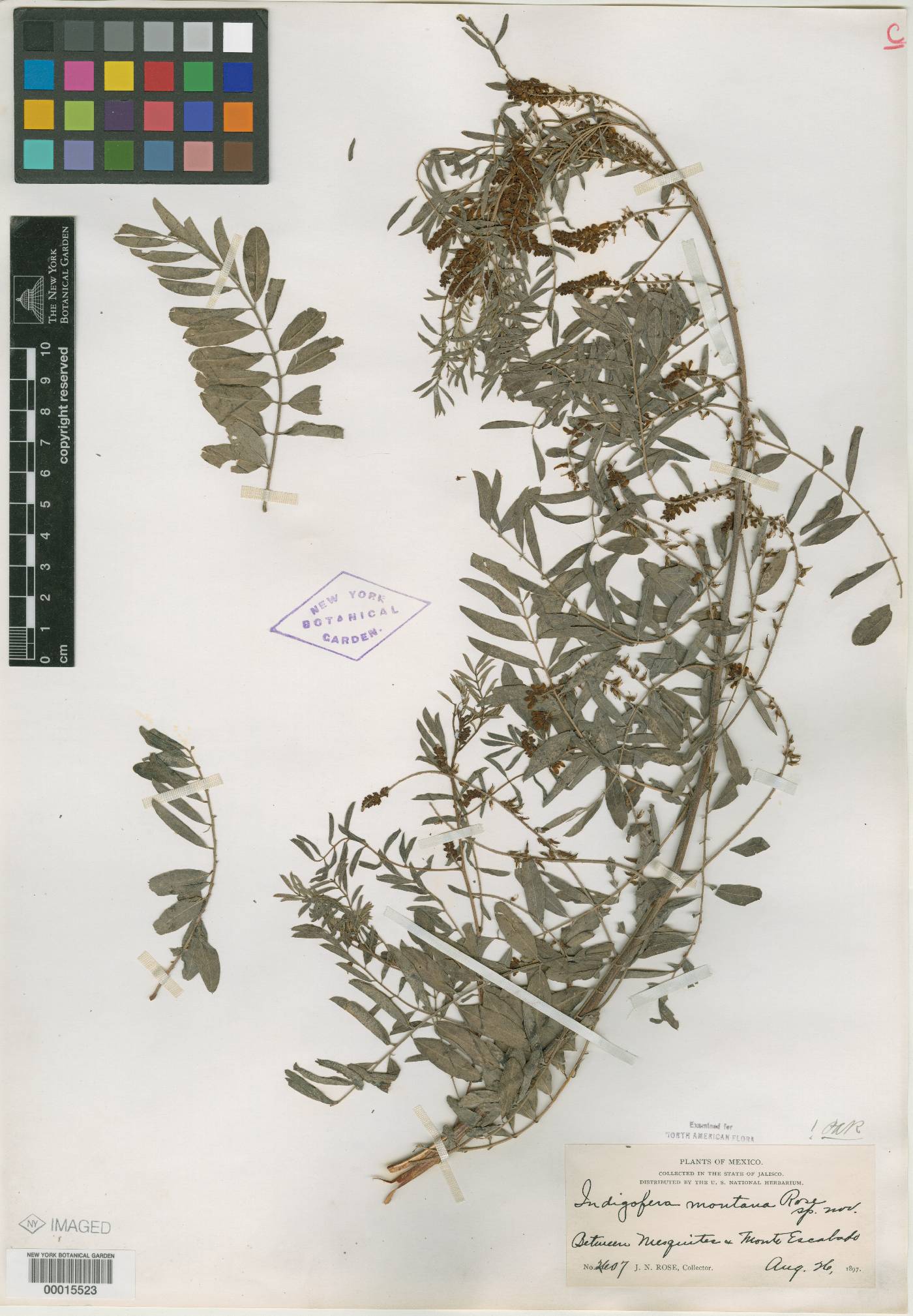 Indigofera montana image