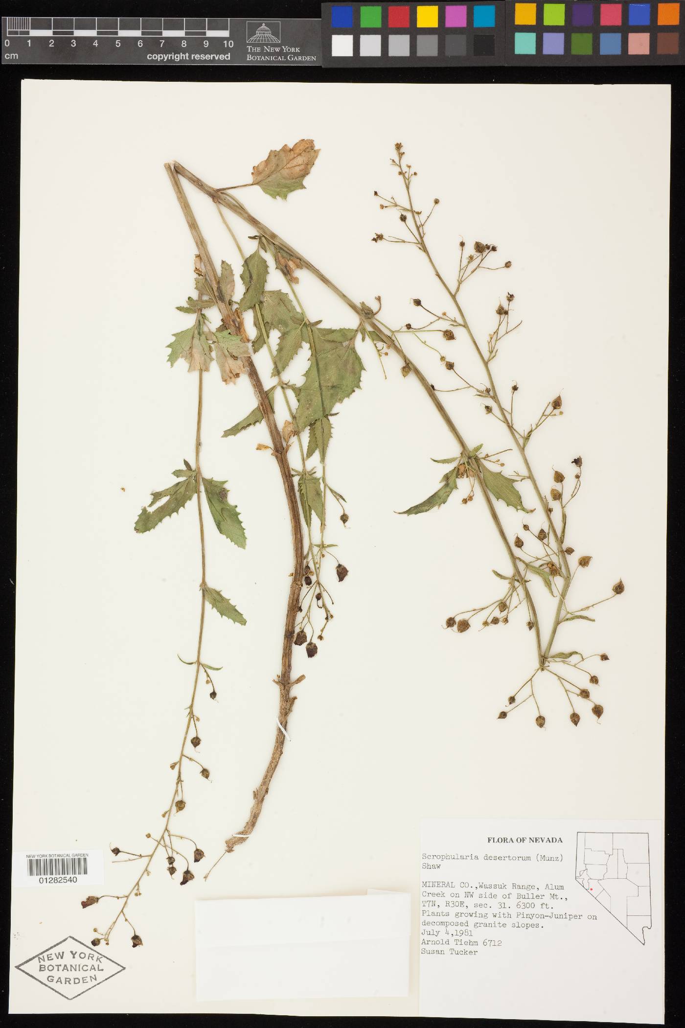 Scrophularia desertorum image