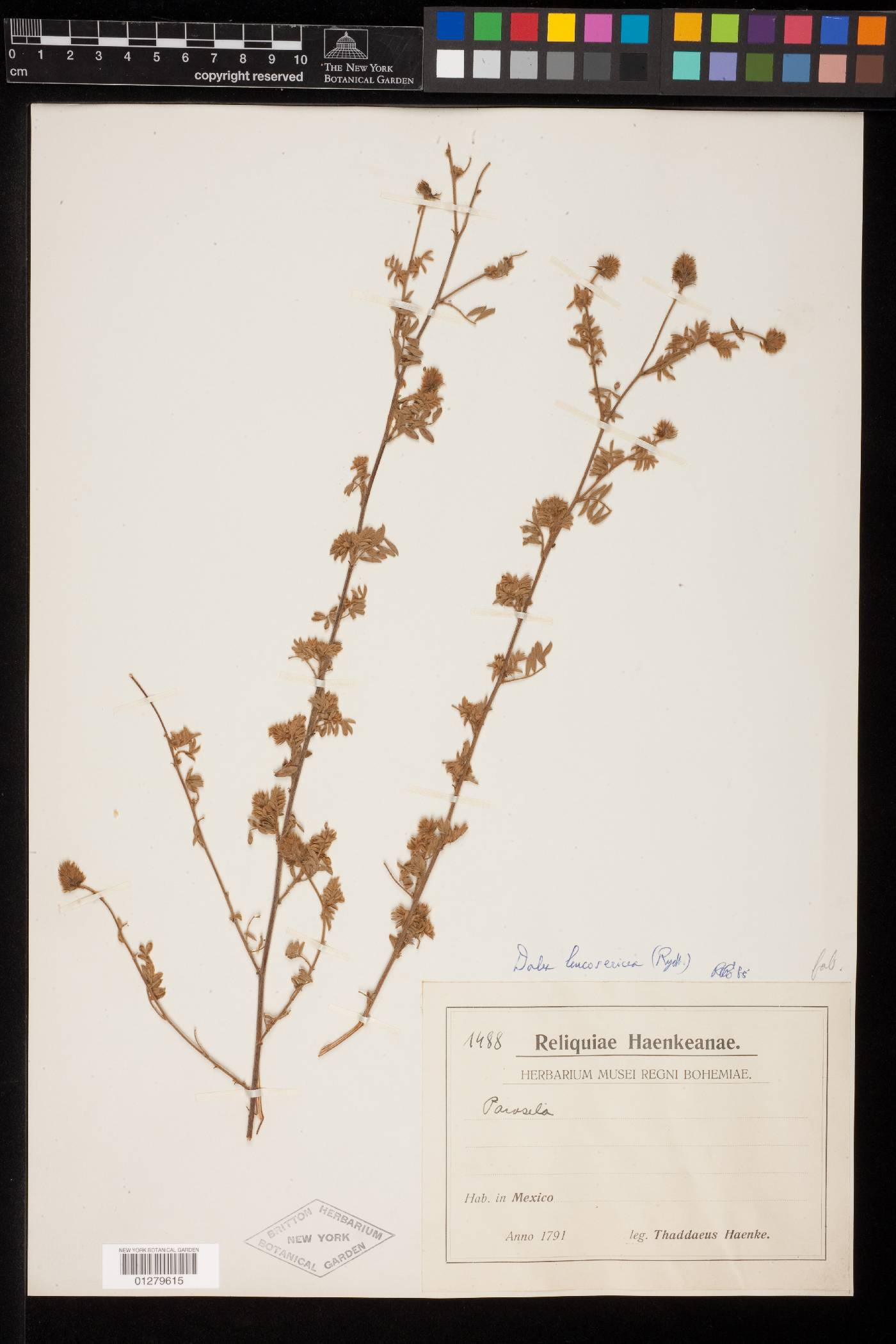 Dalea leucosericea image