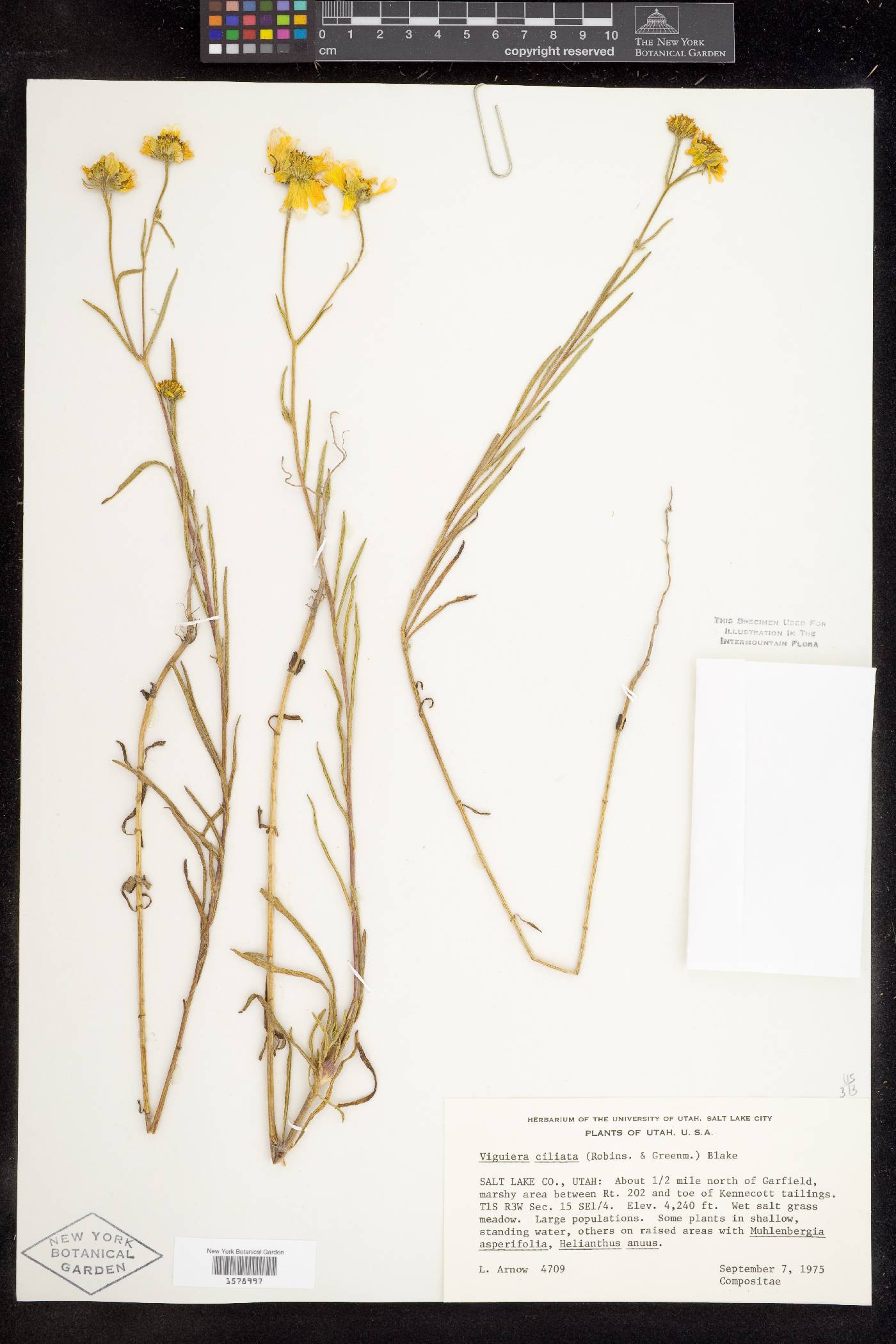 Heliomeris hispidus image