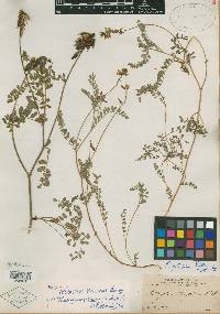 Astragalus potosinus image