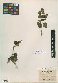 Lycianthes lenta image