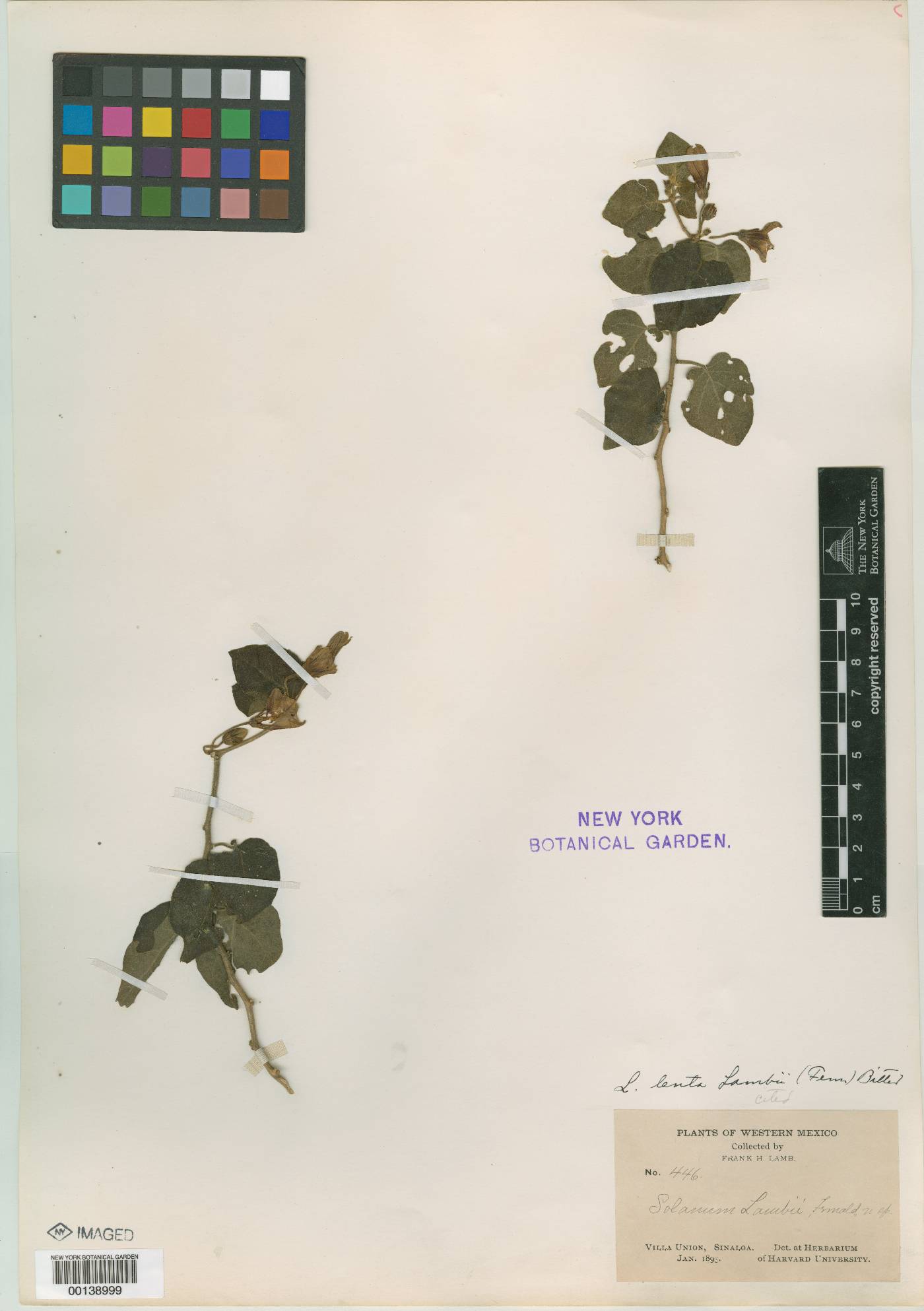 Lycianthes scandens var. flavicans image