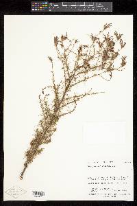 Cordylanthus wrightii subsp. wrightii image