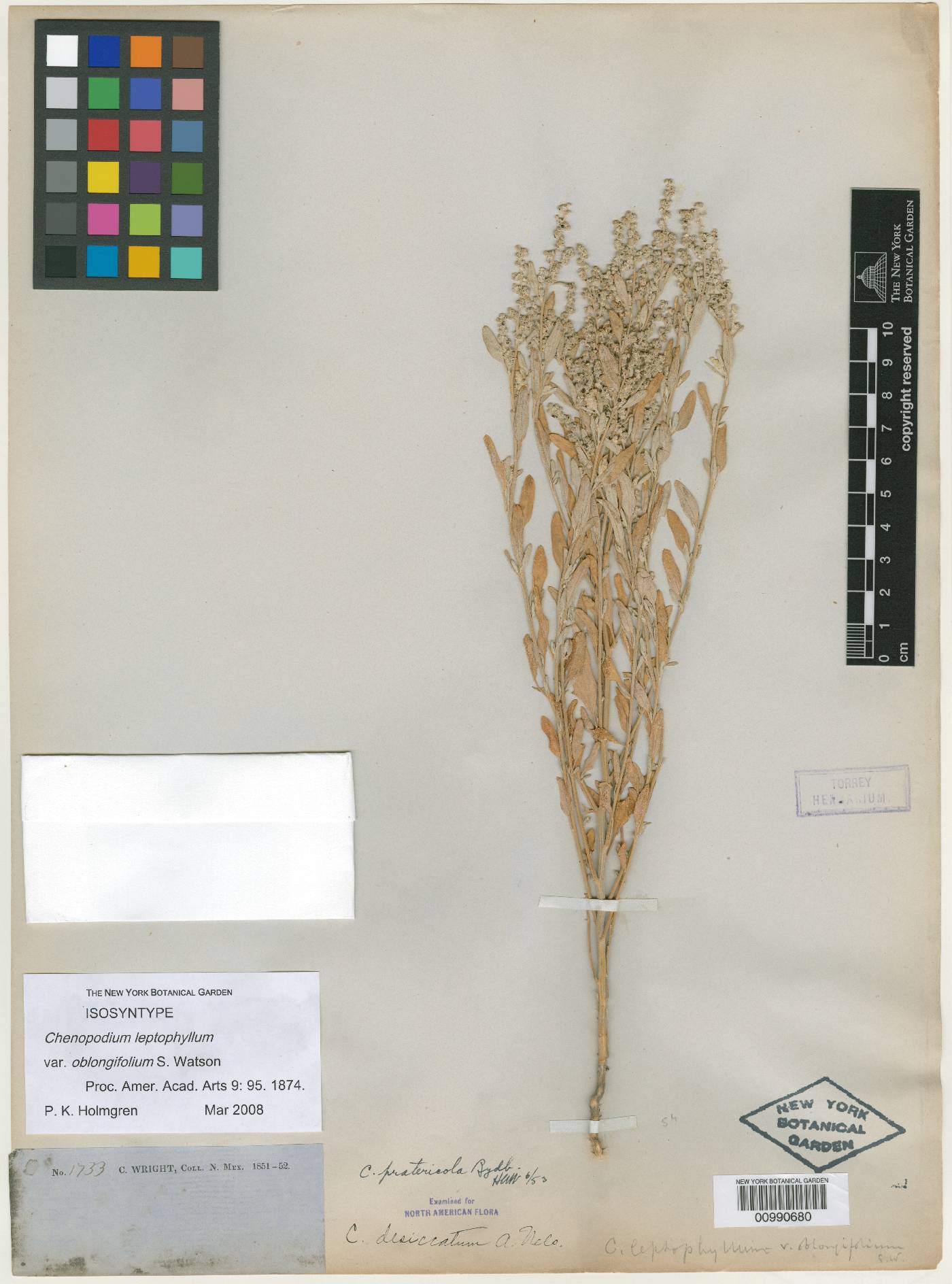 Chenopodium desiccatum image