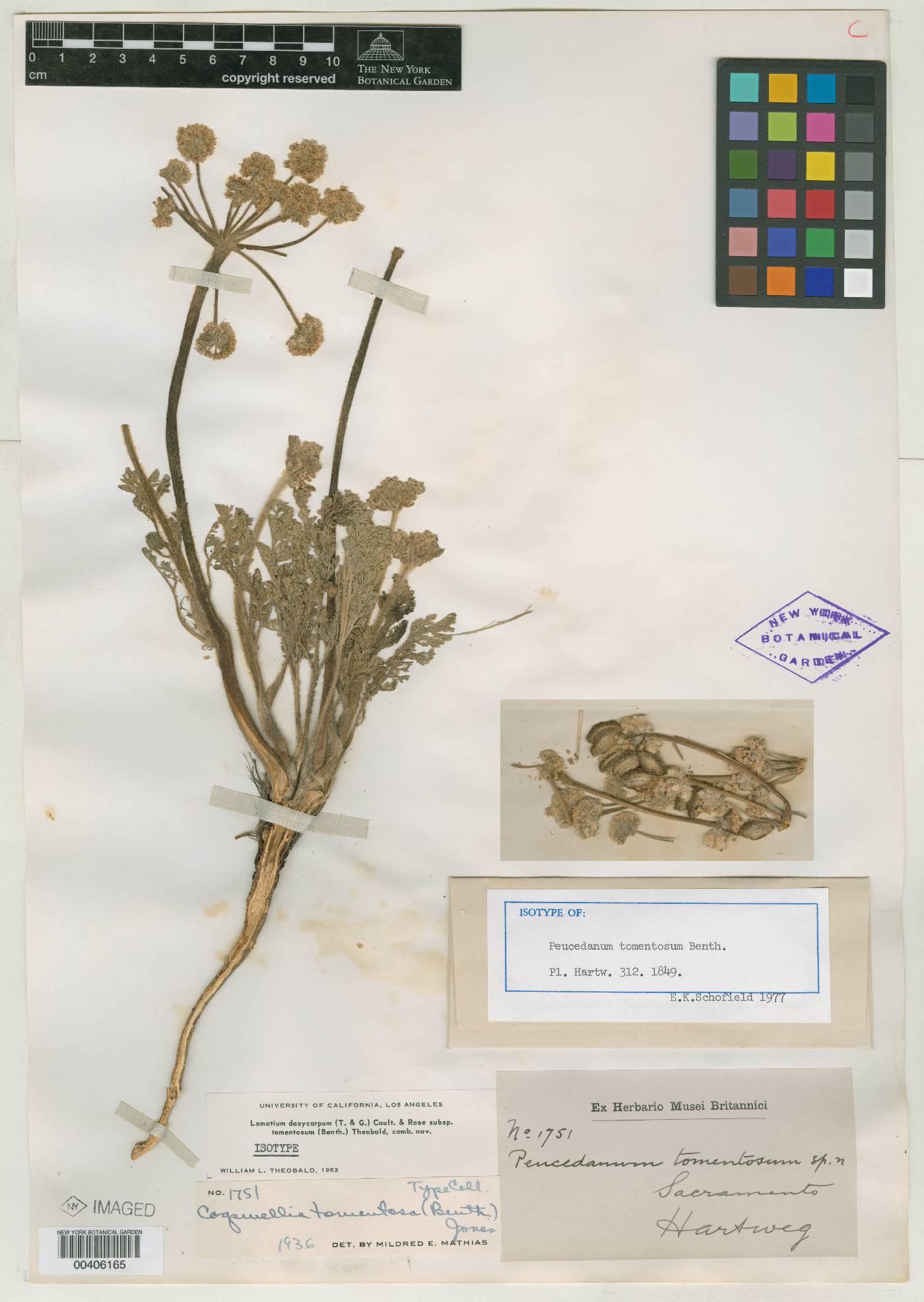 Peucedanum tomentosum image