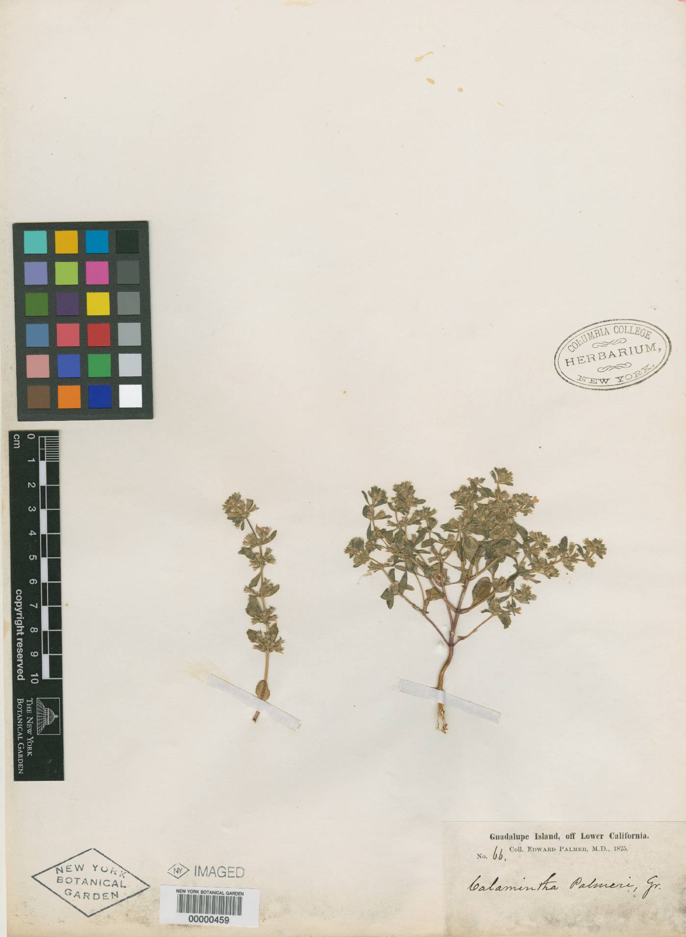 Calamintha palmeri image