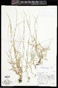 Muhlenbergia schreberi image