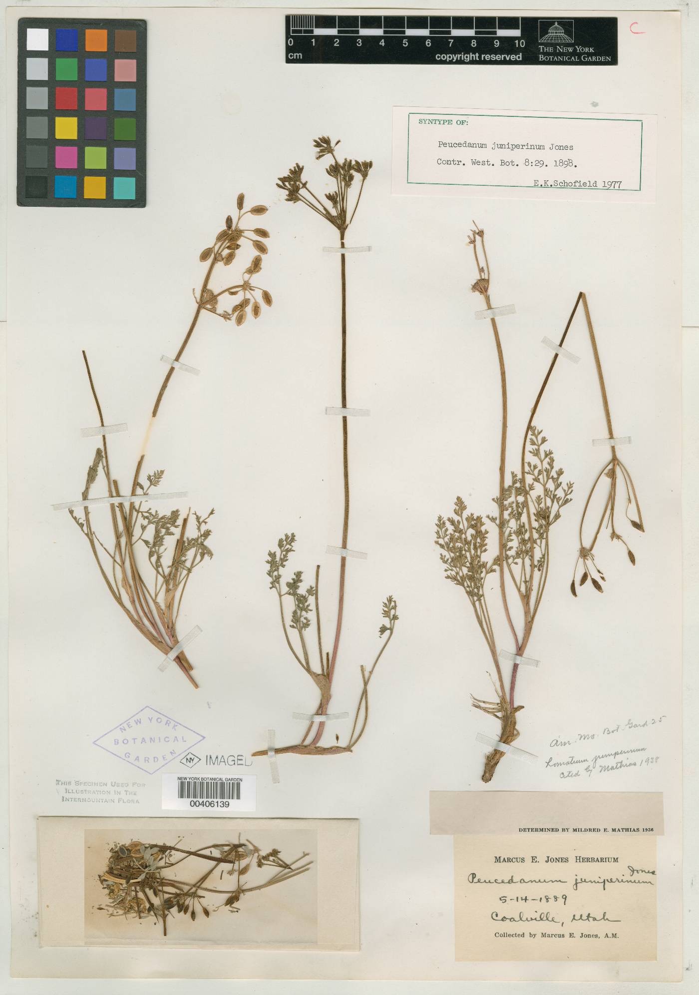 Lomatium juniperinum image