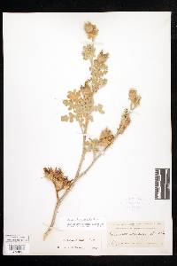 Solanum fructu-tecto image