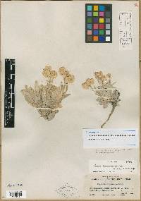 Physaria didymocarpa var. integrifolia image