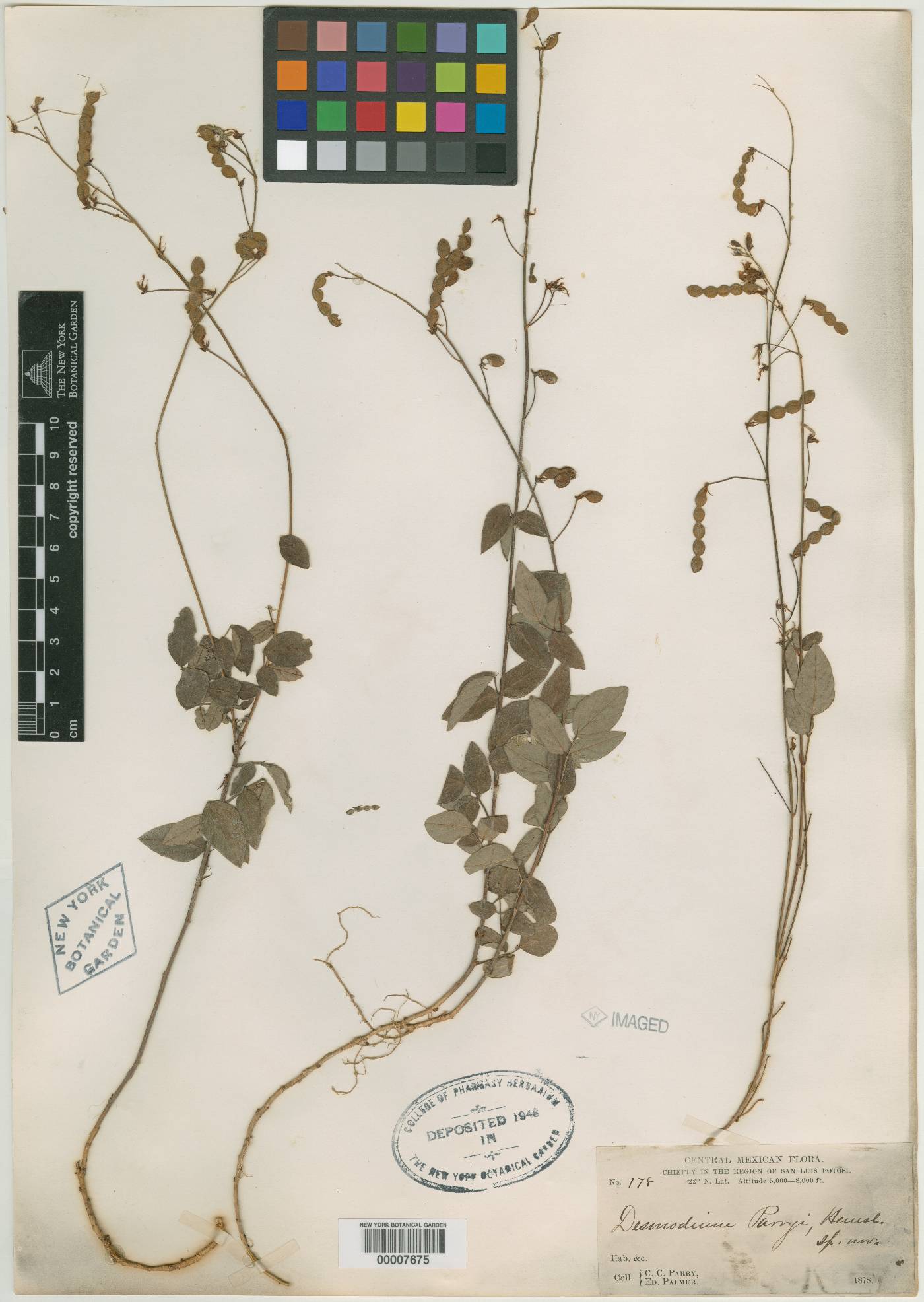 Desmodium parryi image