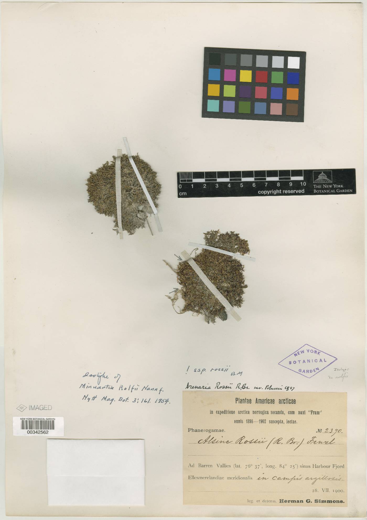 Minuartia rolfii image