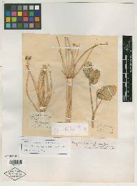 Peucedanum latifolium image