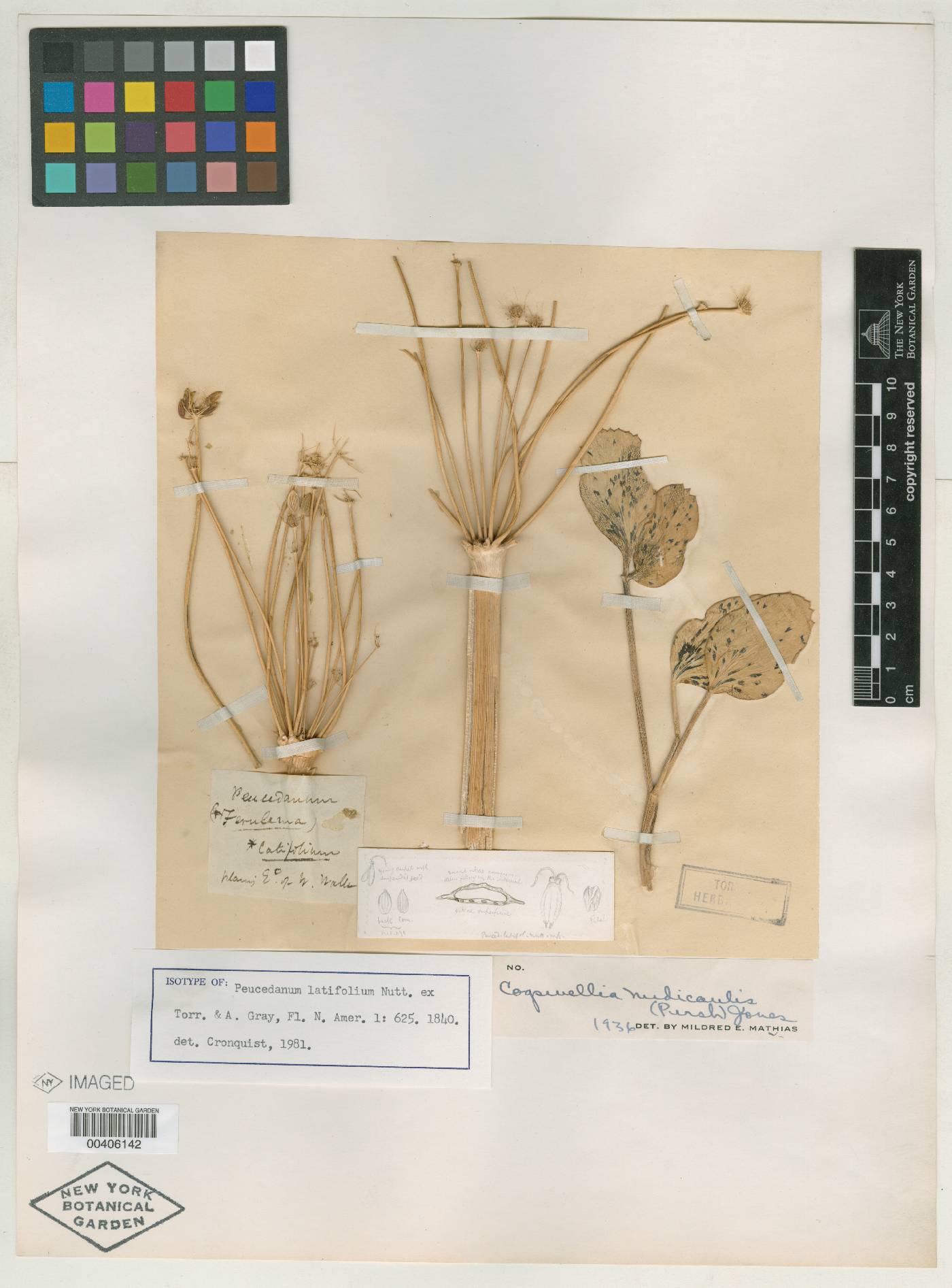 Peucedanum latifolium image