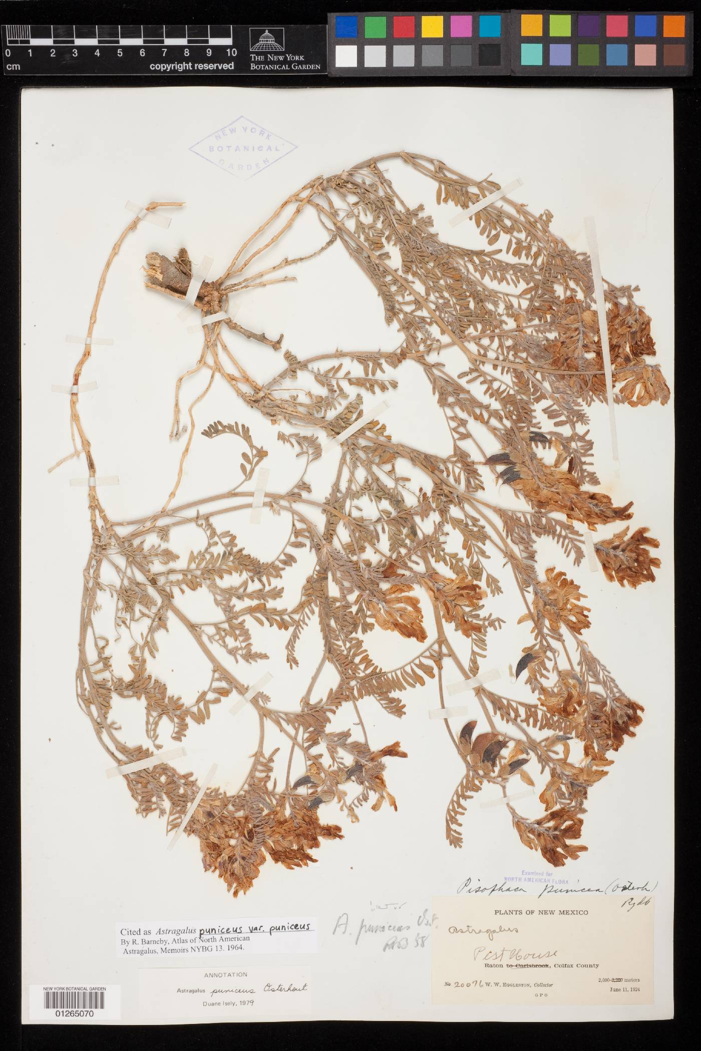 Astragalus puniceus image