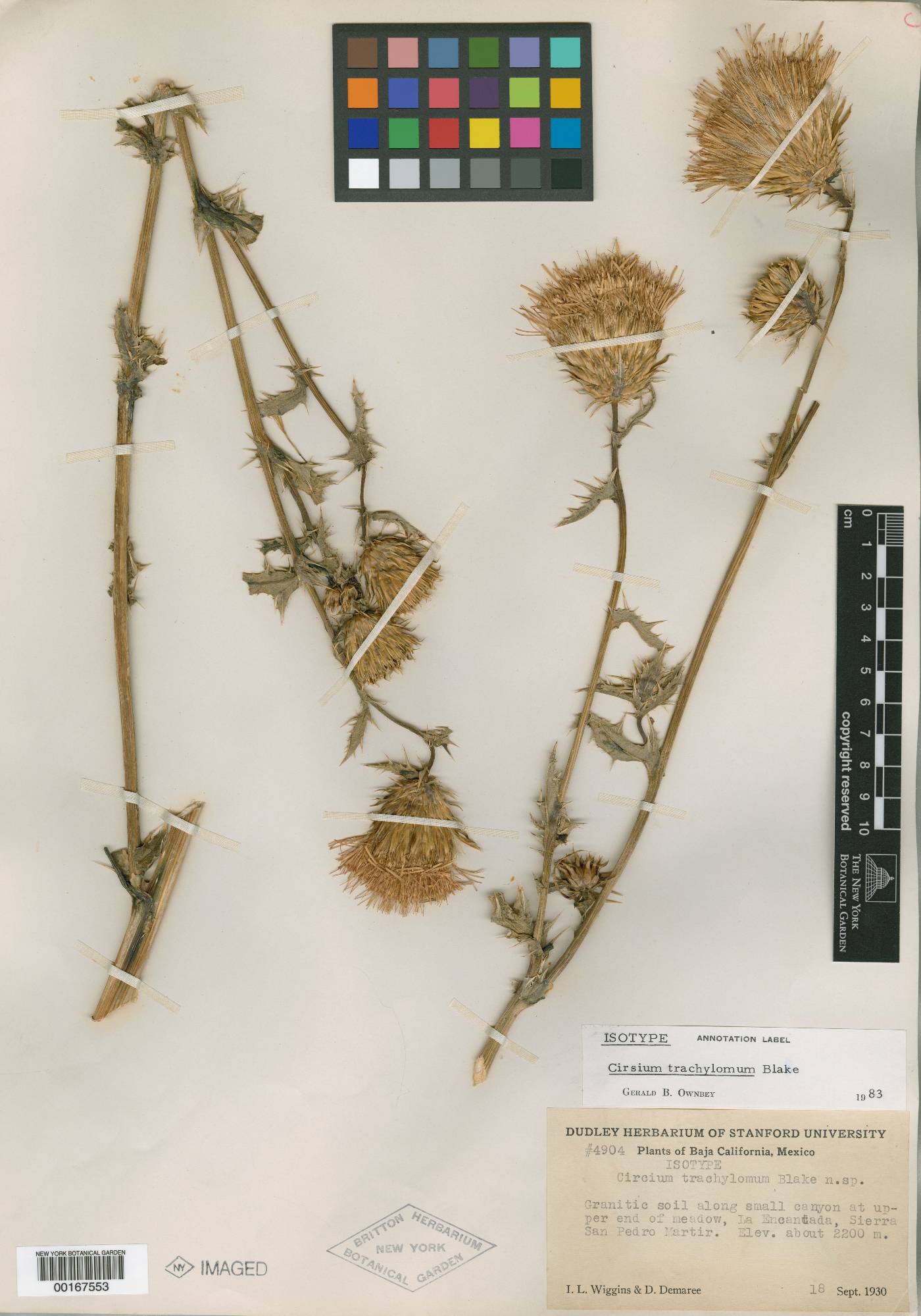 Cirsium trachylomum image