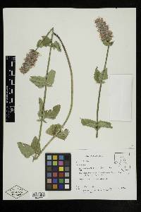 Agastache urticifolia image