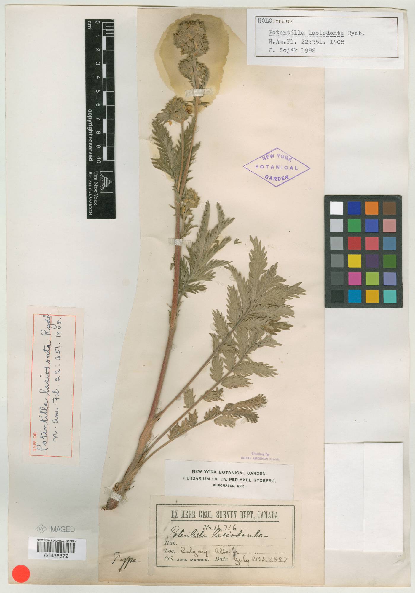 Potentilla lasiodonta image