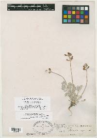 Astragalus scaposus image