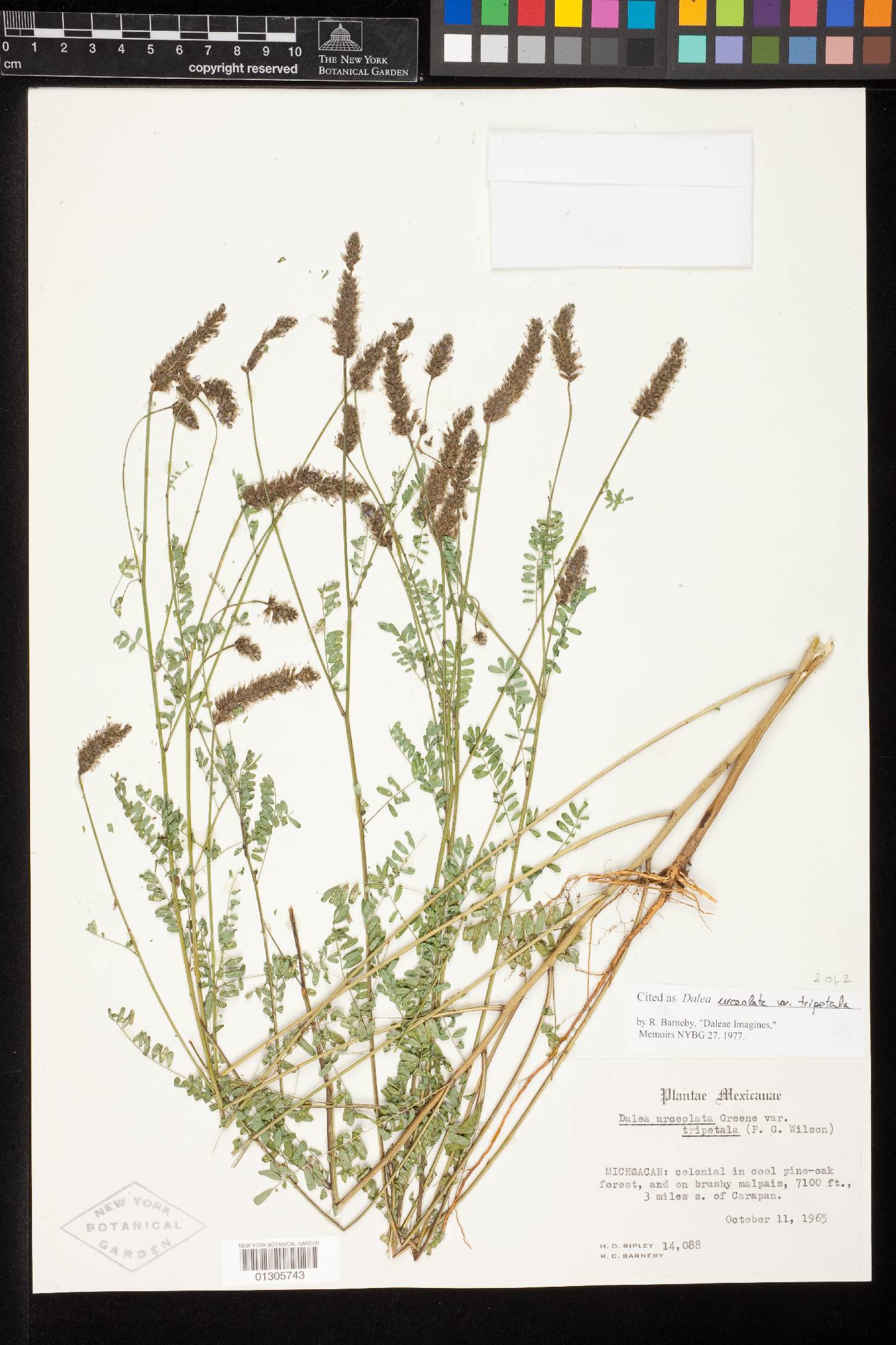 Dalea urceolata var. tripetala image