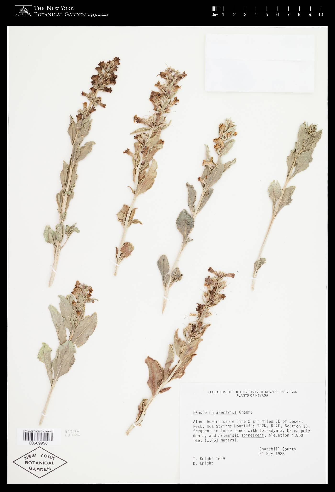 Penstemon arenarius image