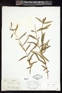 Gentiana linearis image