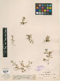 Nemophila menziesii image