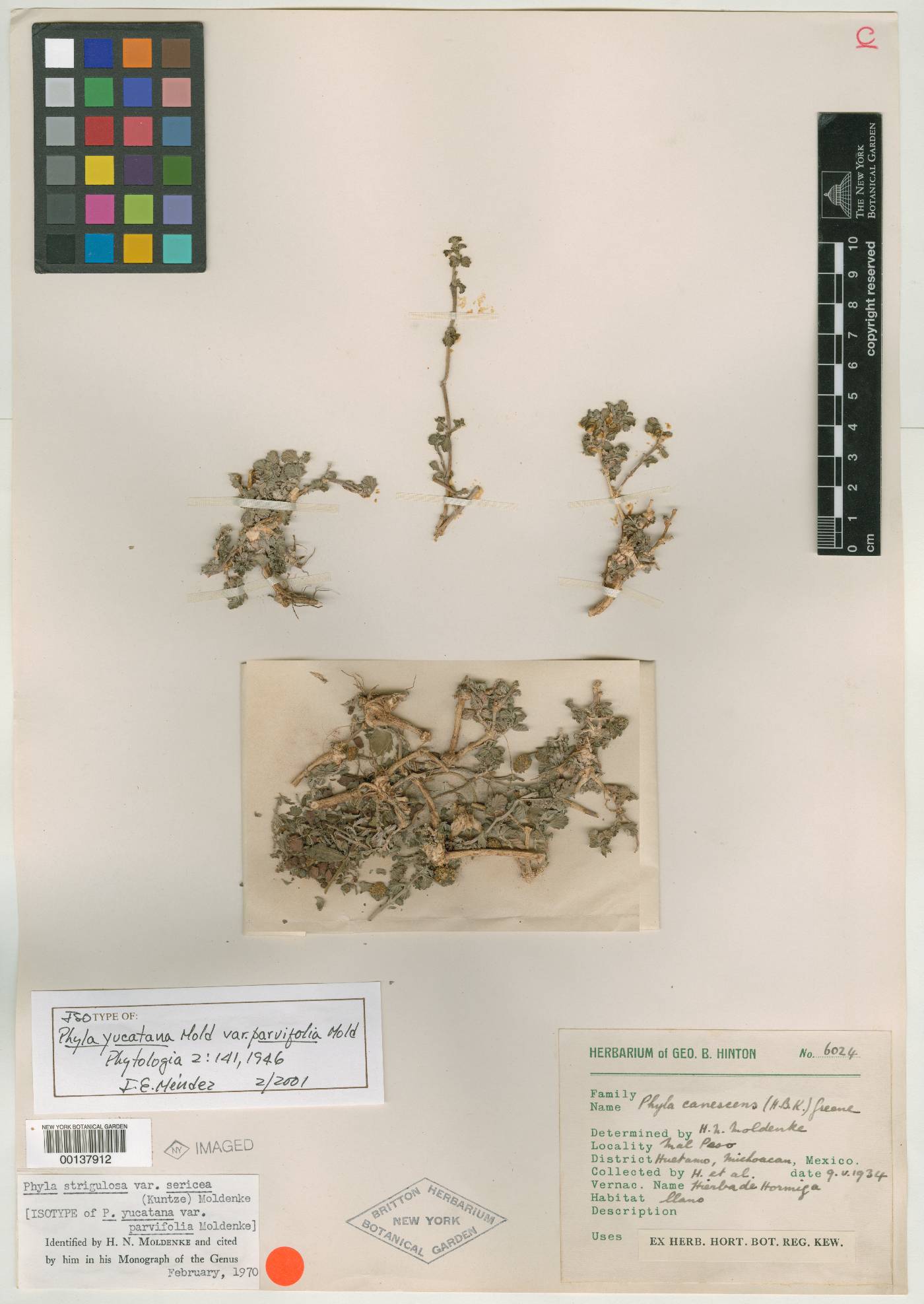 Phyla nodiflora var. reptans image