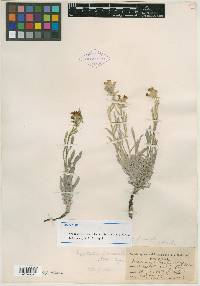 Image of Oreocarya eastwoodae