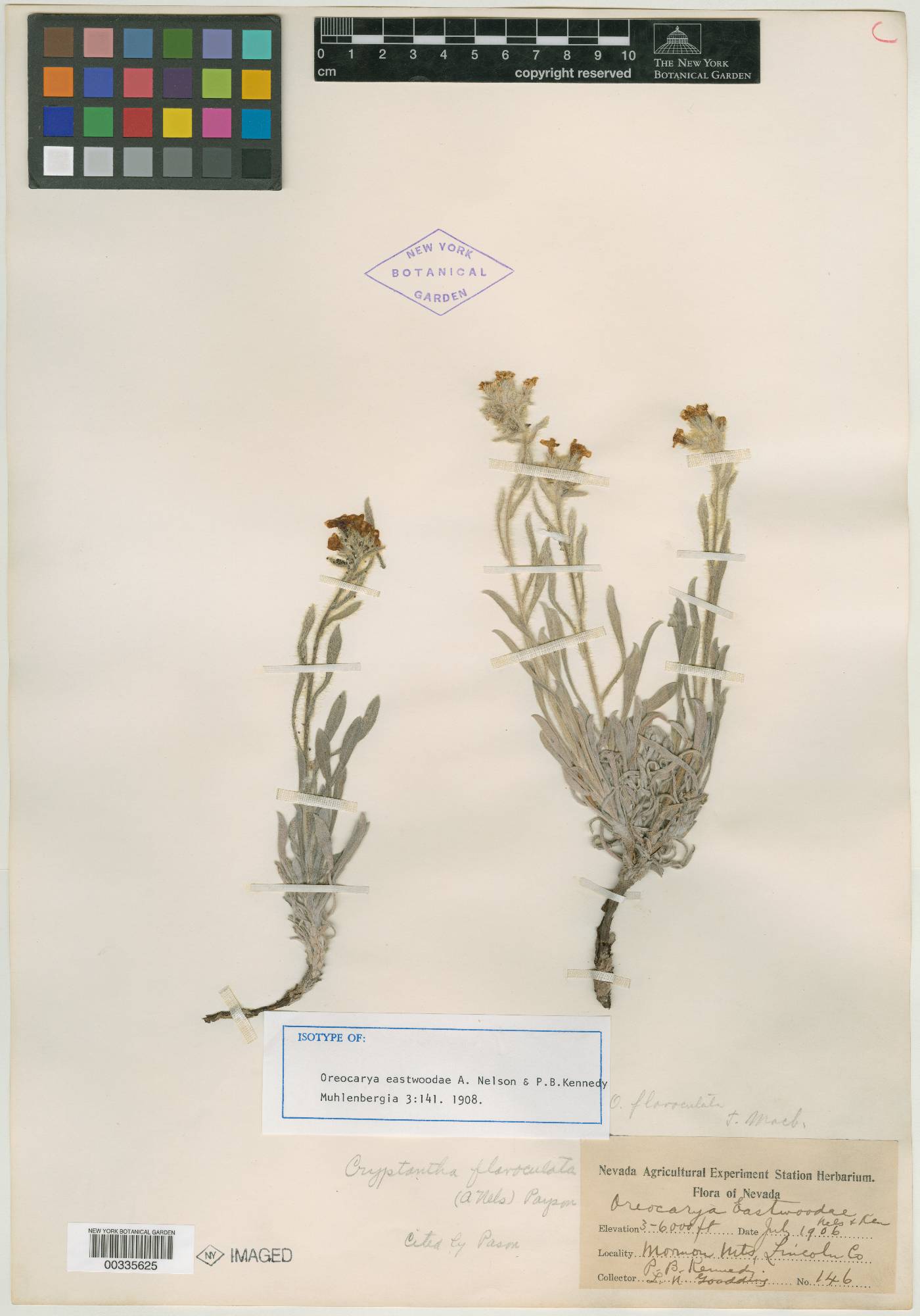 Oreocarya eastwoodae image