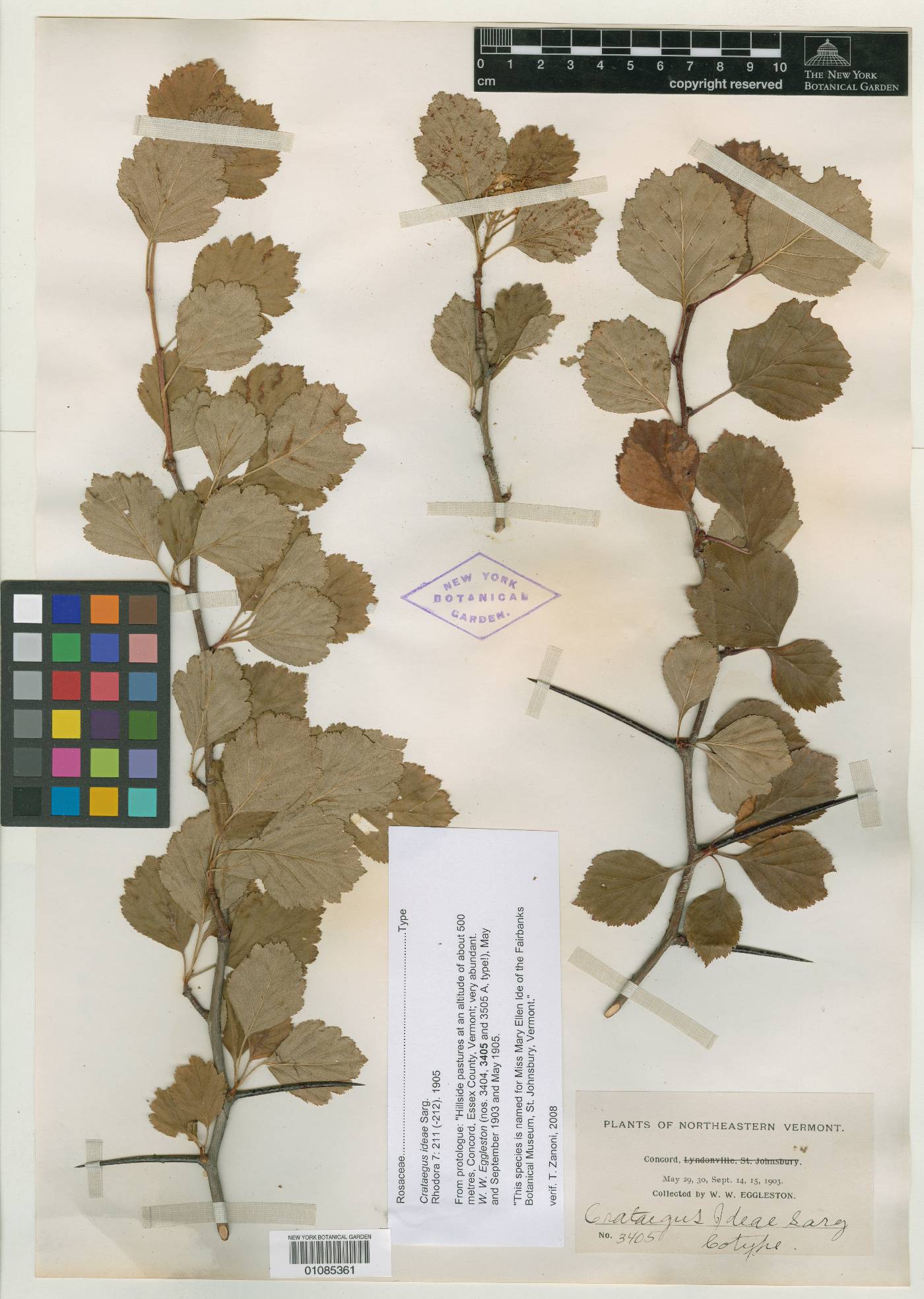 Crataegus ideae image
