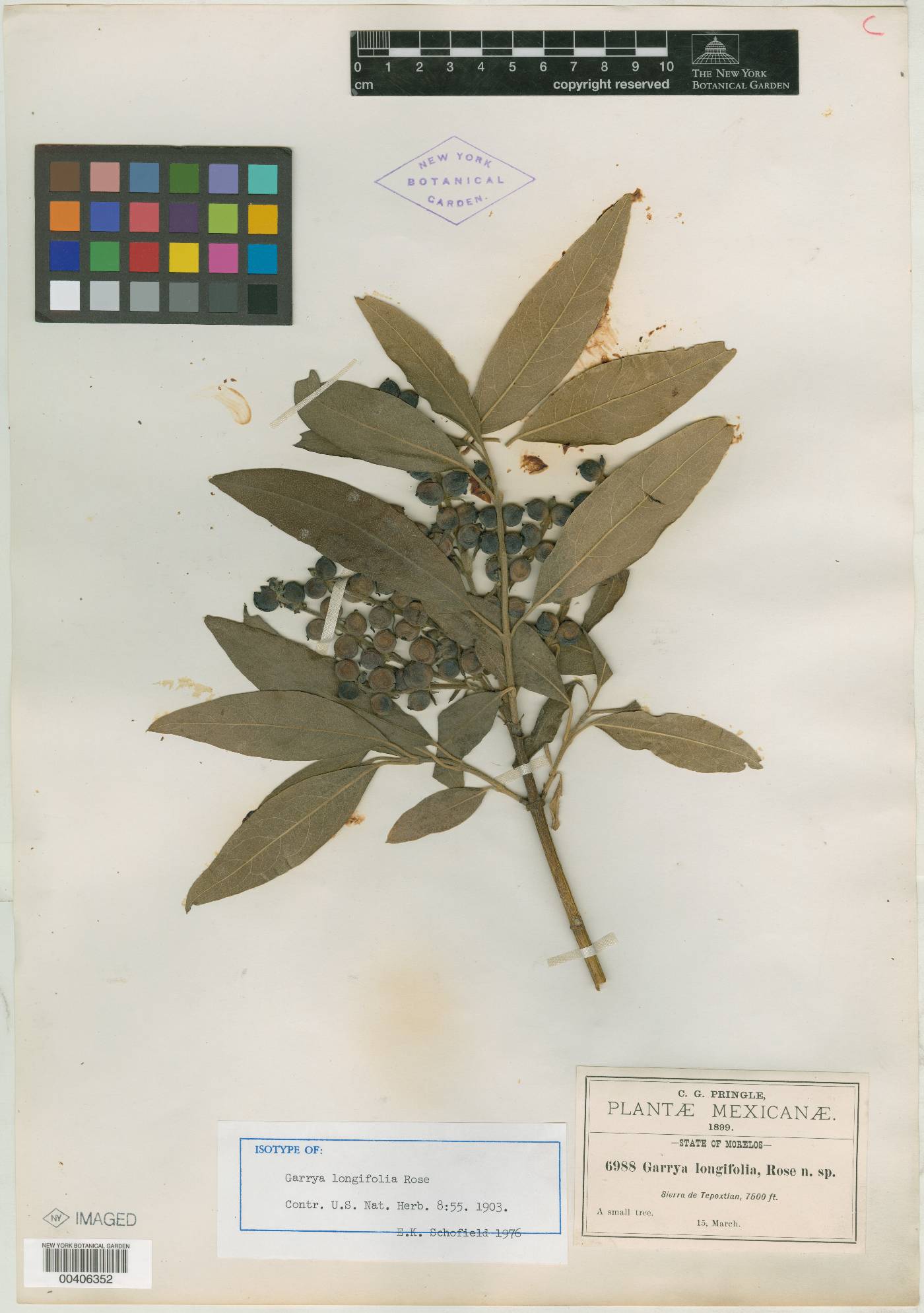 Garrya longifolia image