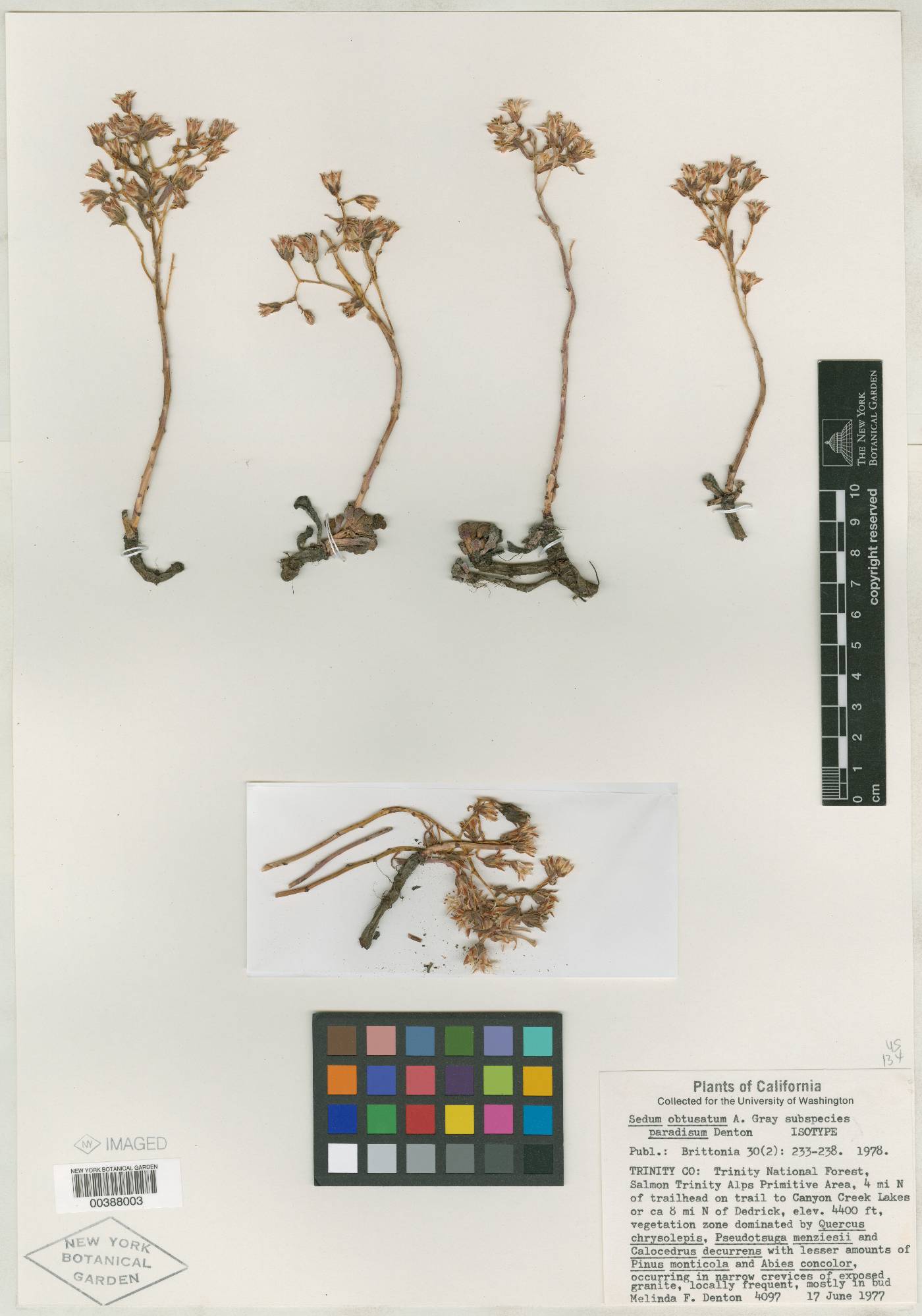 Sedum obtusatum subsp. paradisum image