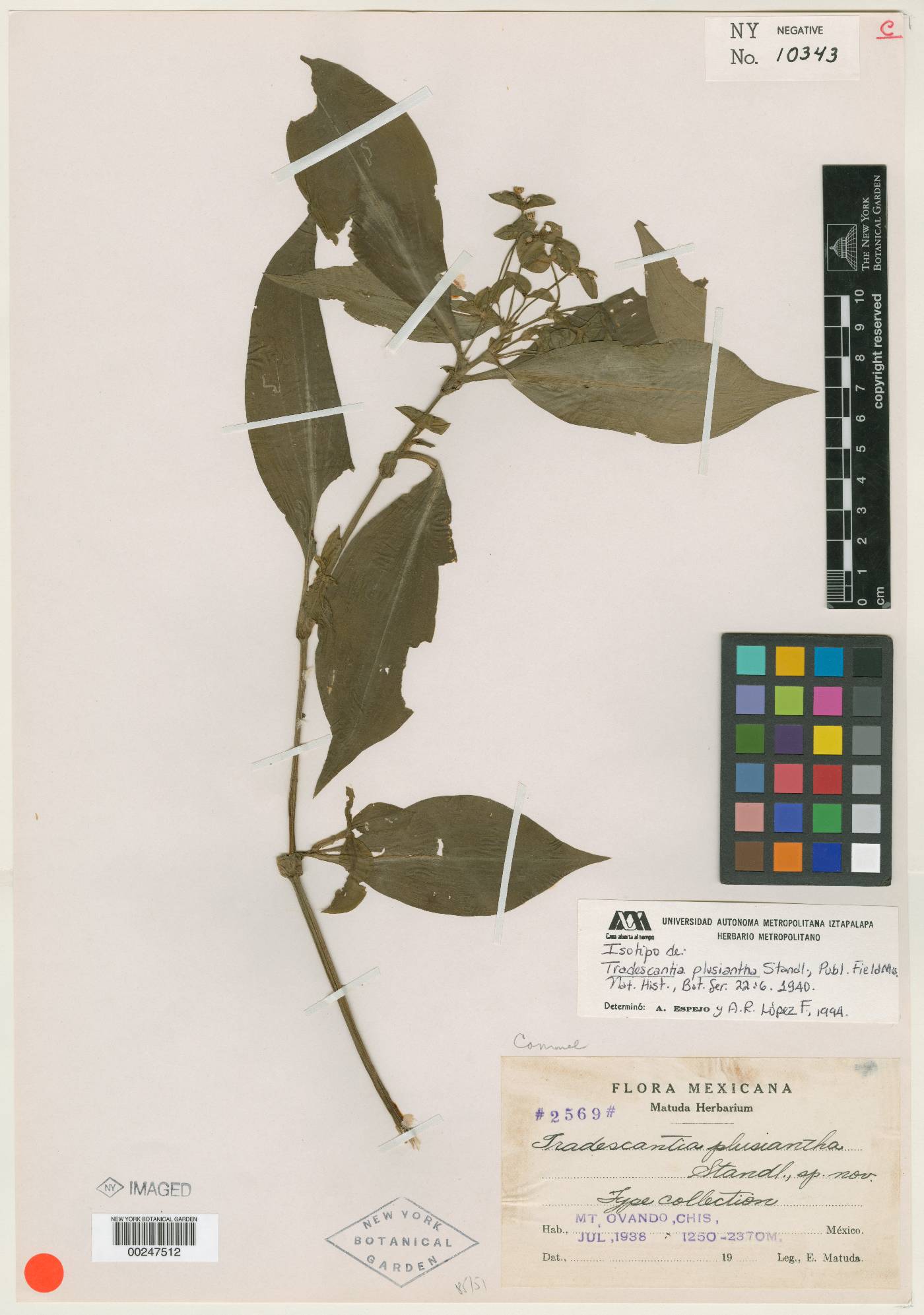 Tradescantia plusiantha image