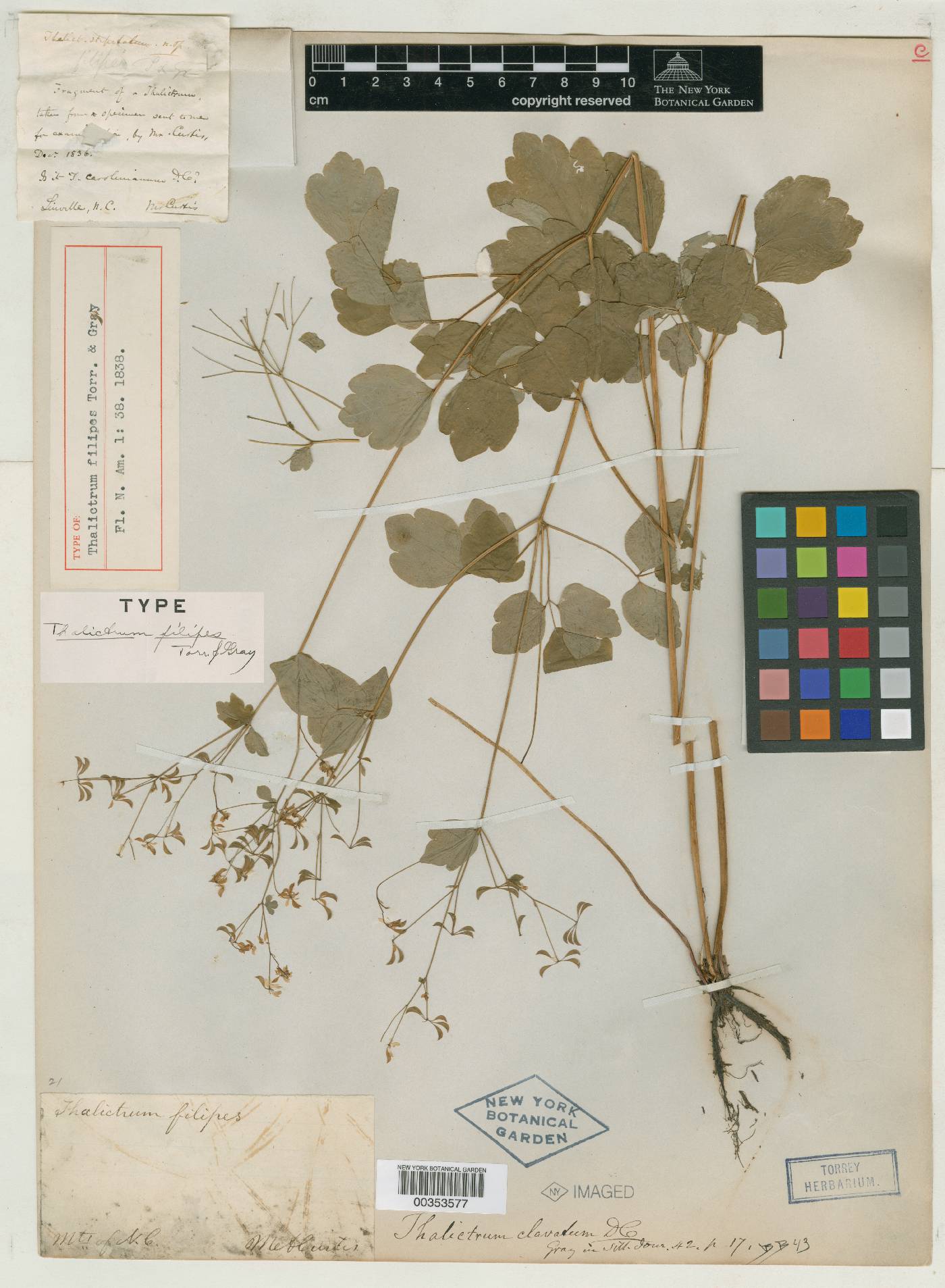 Thalictrum clavatum image