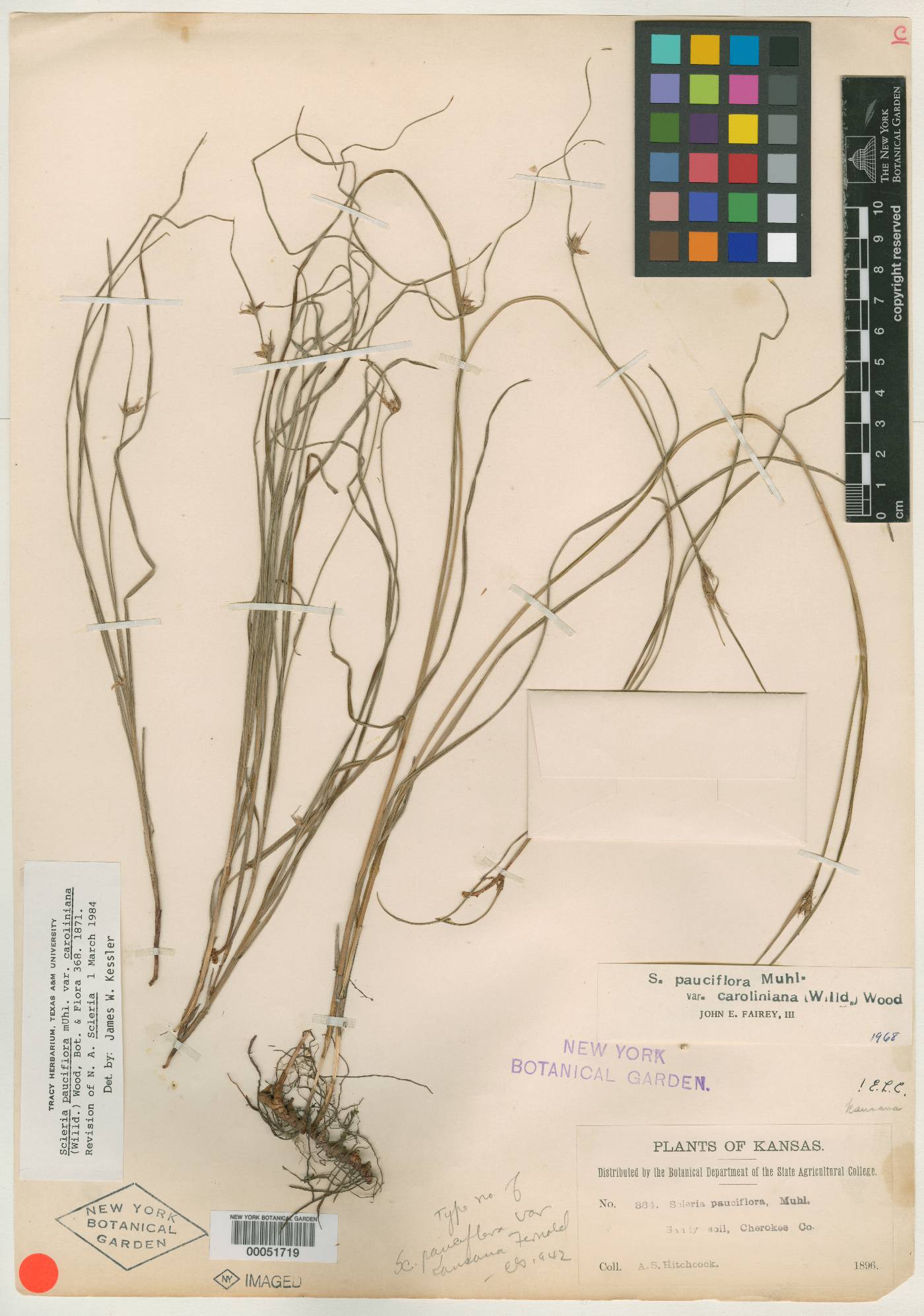 Scleria pauciflora var. kansana image