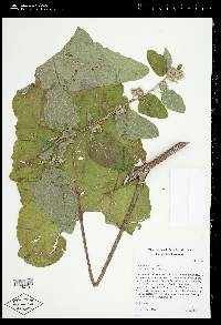 Arctium minus image