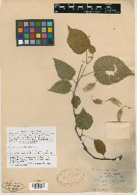 Physodium adenodes image