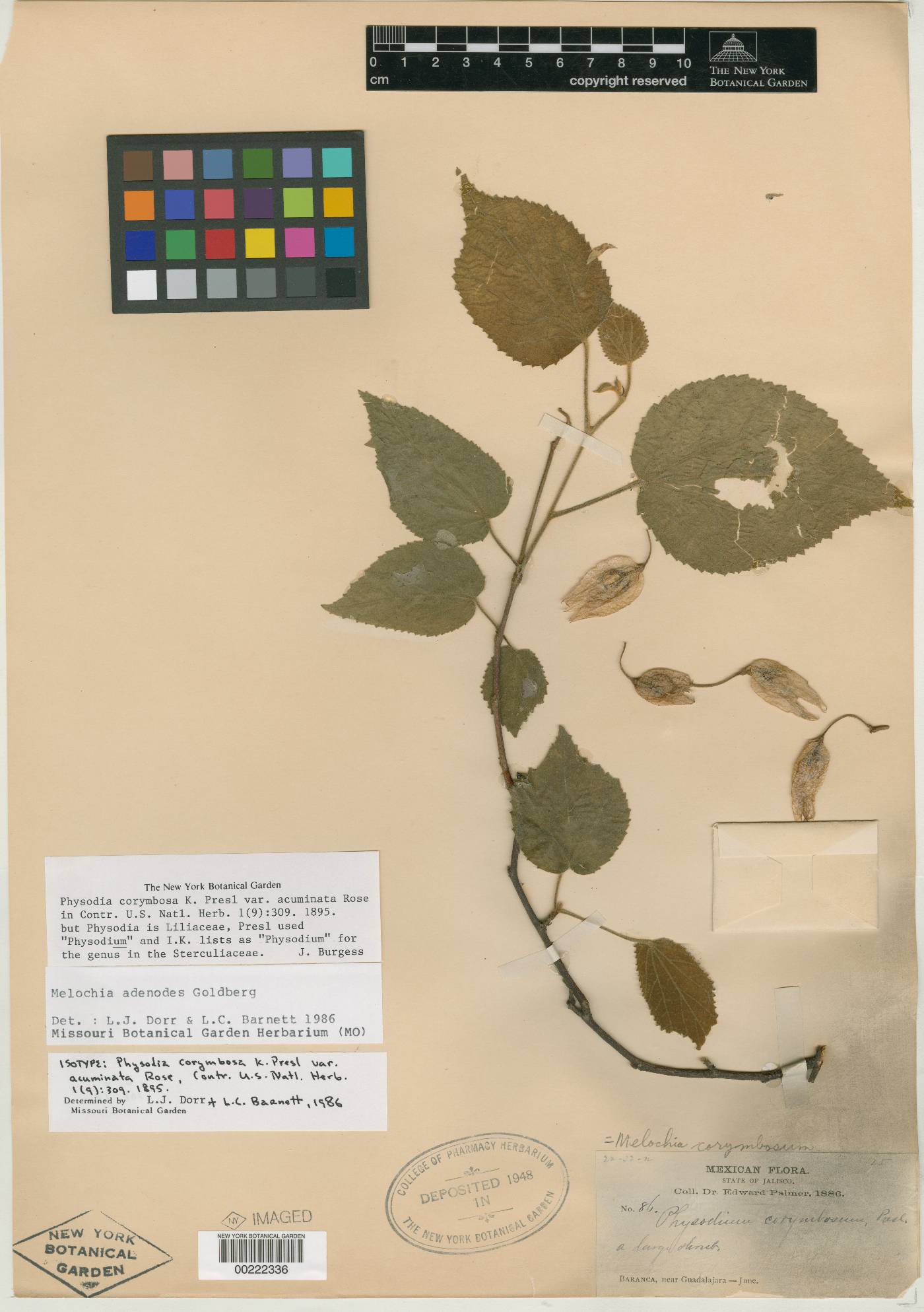 Physodium adenodes var. acuminatum image