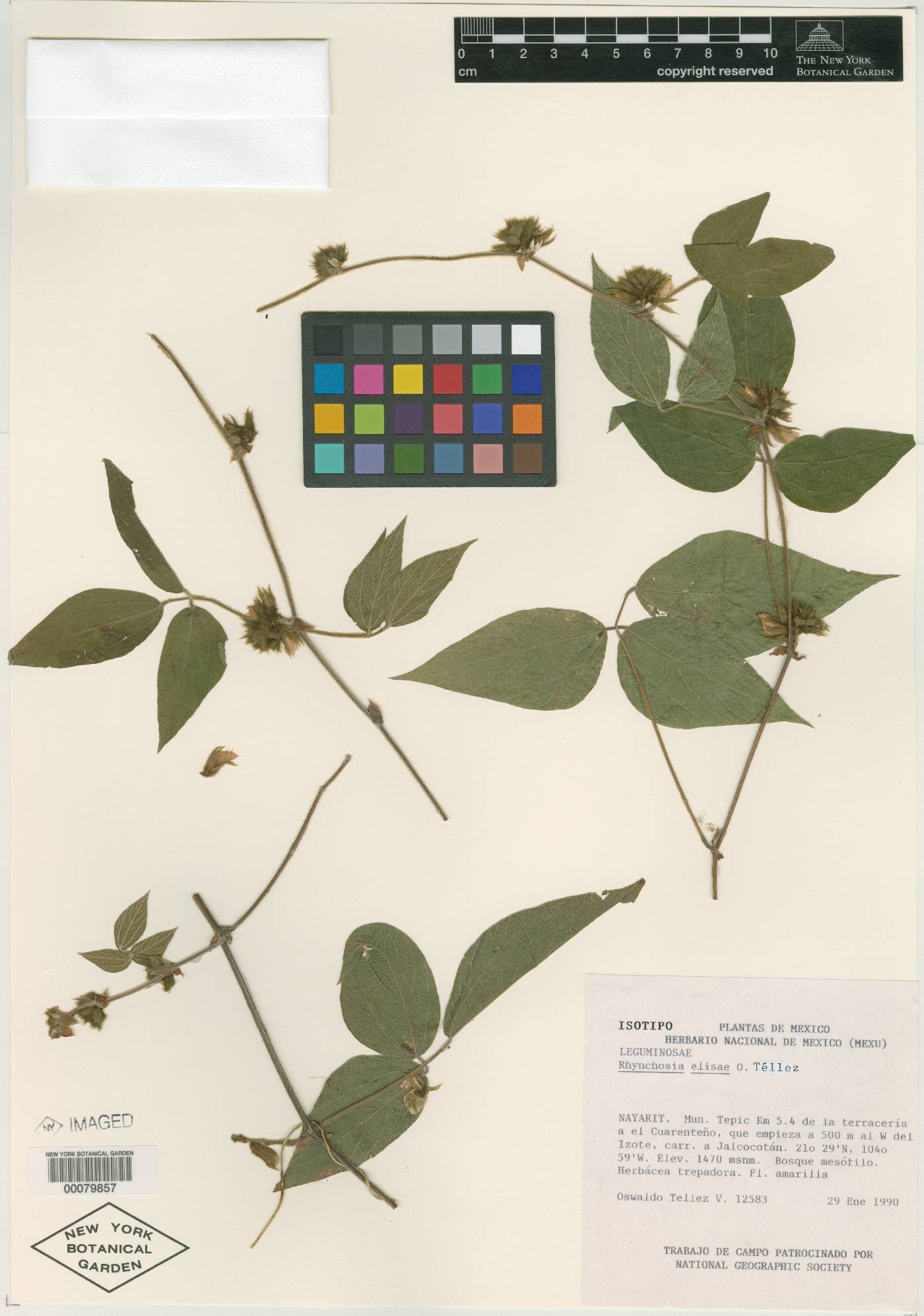 Rhynchosia elisae image