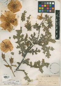 Argemone grandiflora subsp. armata image