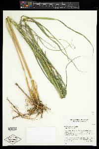 Spartina alterniflora image