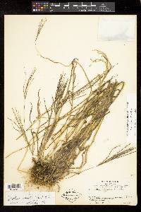 Digitaria leucites image